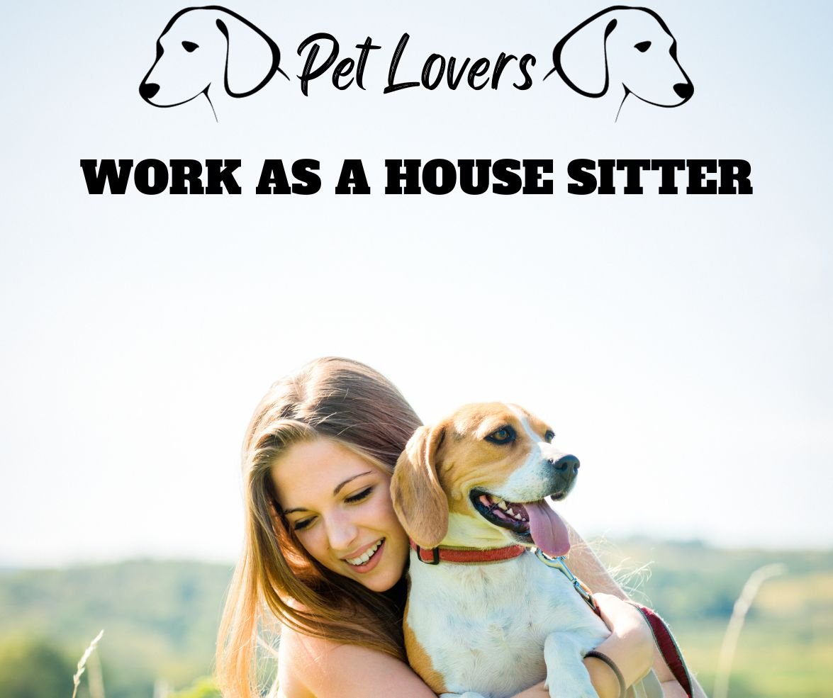 Work as a House Sitter dog care